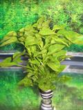 Alternanthera